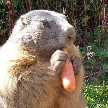 Apartment Schörghofer Filzmoos