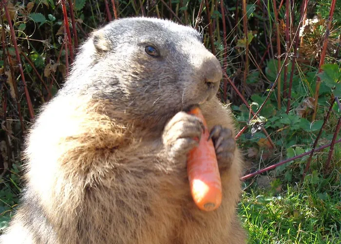 Διαμέρισμα Schoerghofer Filzmoos